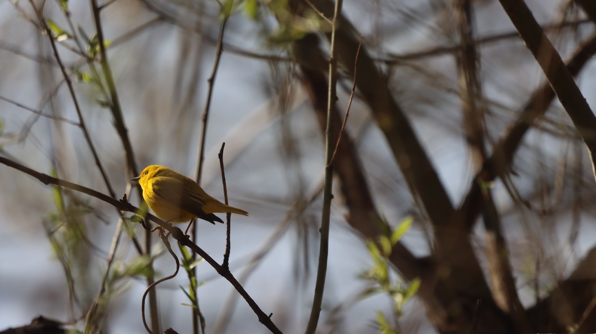Northern Yellow Warbler - ML634800372