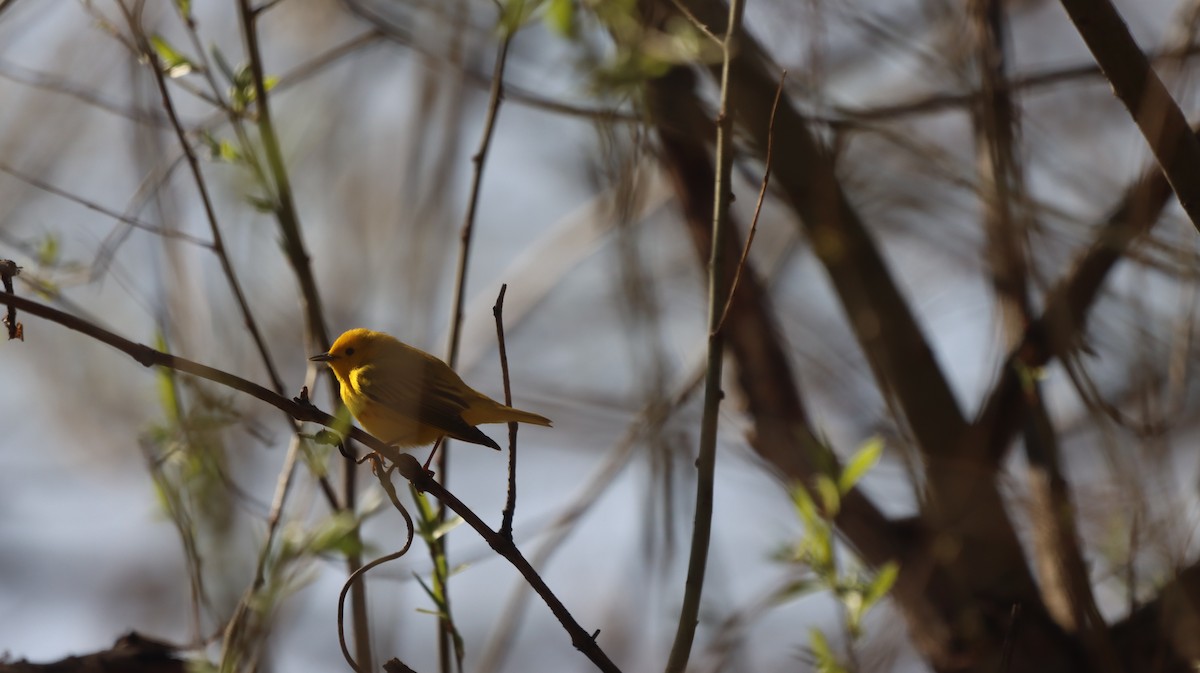 Northern Yellow Warbler - ML634800396