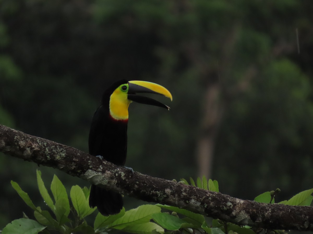 Choco Toucan - ML634800400