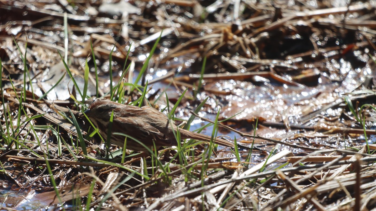 Song Sparrow - ML634800464