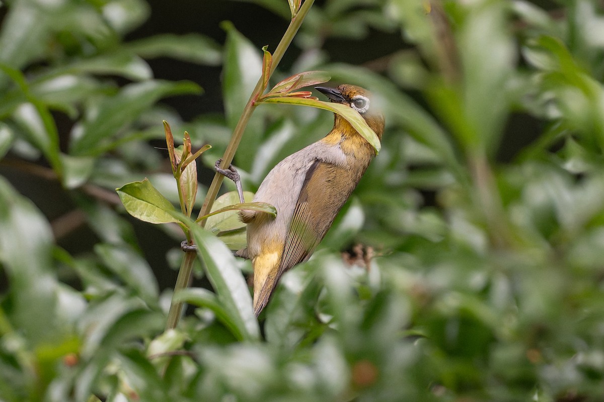 Swinhoe's White-eye - ML634800566