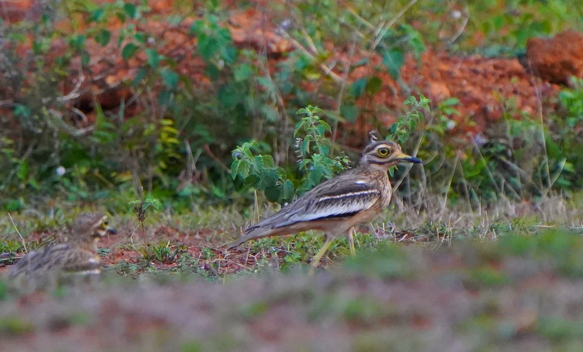 Indian Thick-knee - ML634800642