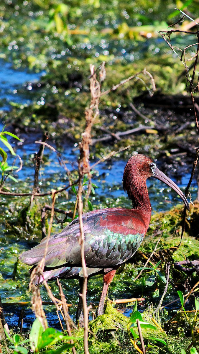 Glossy Ibis - ML634800659