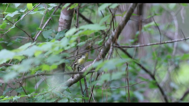 White-eyed Vireo - ML634800676