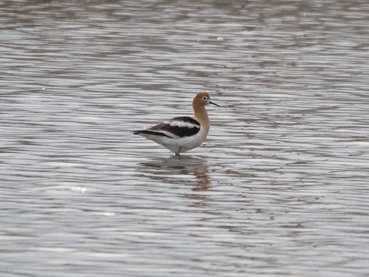 American Avocet - ML634800691