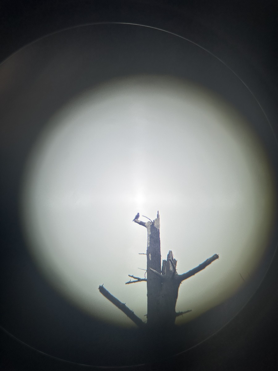 Merlin - ML634800702