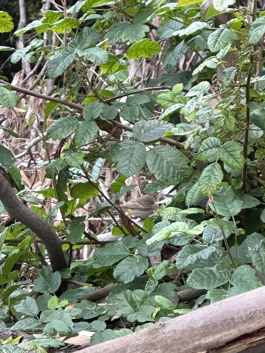 Palm Warbler - ML634800719