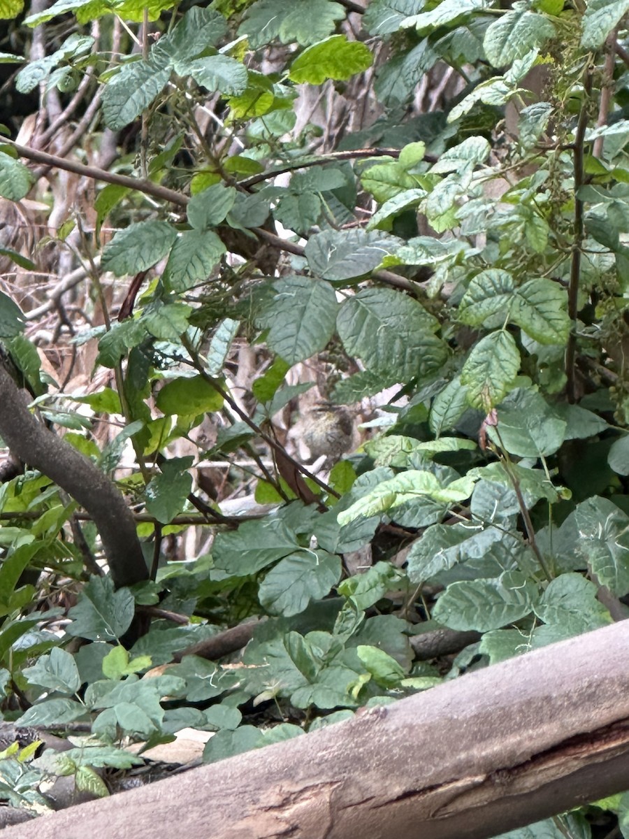 Palm Warbler - ML634800720