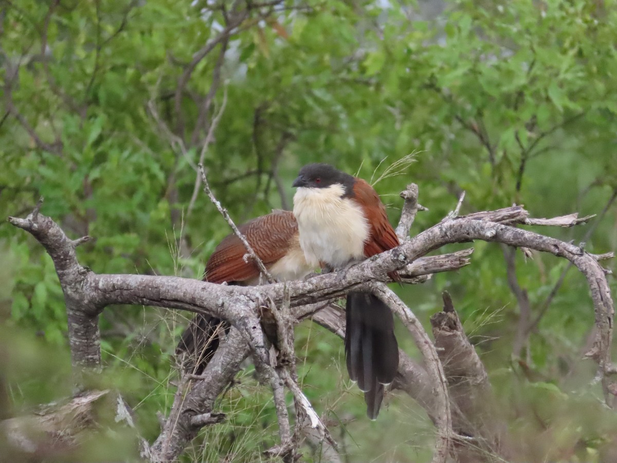Burchell's Coucal - ML634800730
