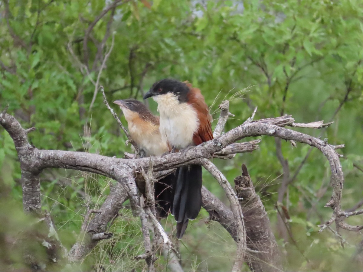 Burchell's Coucal - ML634800731
