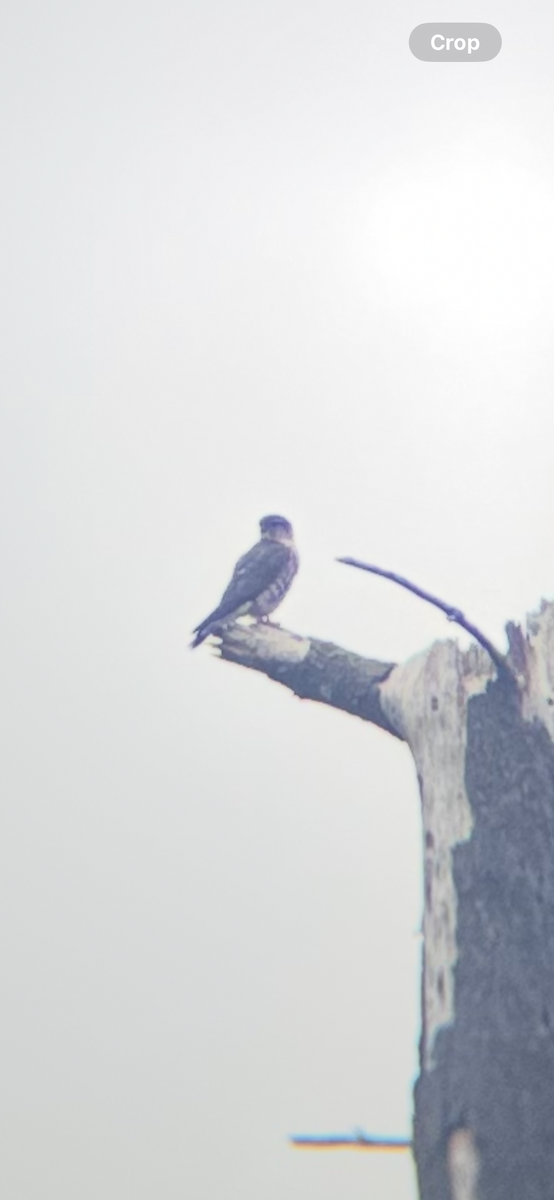 Merlin - ML634800772