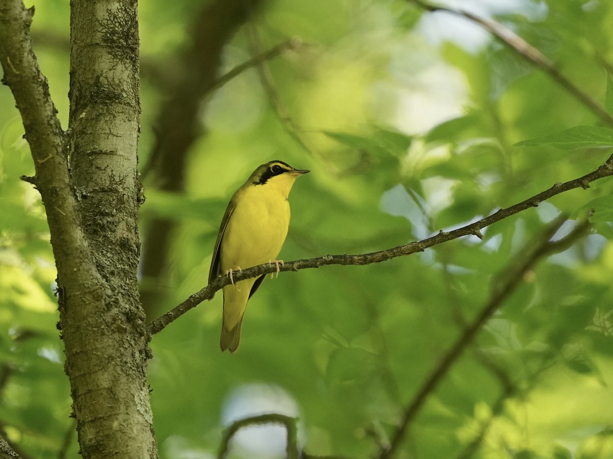 Kentucky Warbler - ML634800791