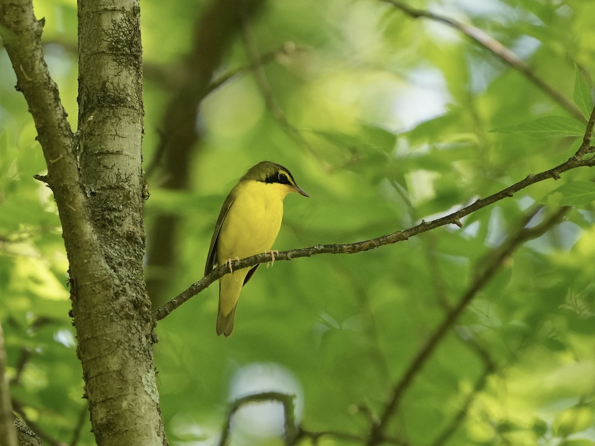 Kentucky Warbler - ML634800792
