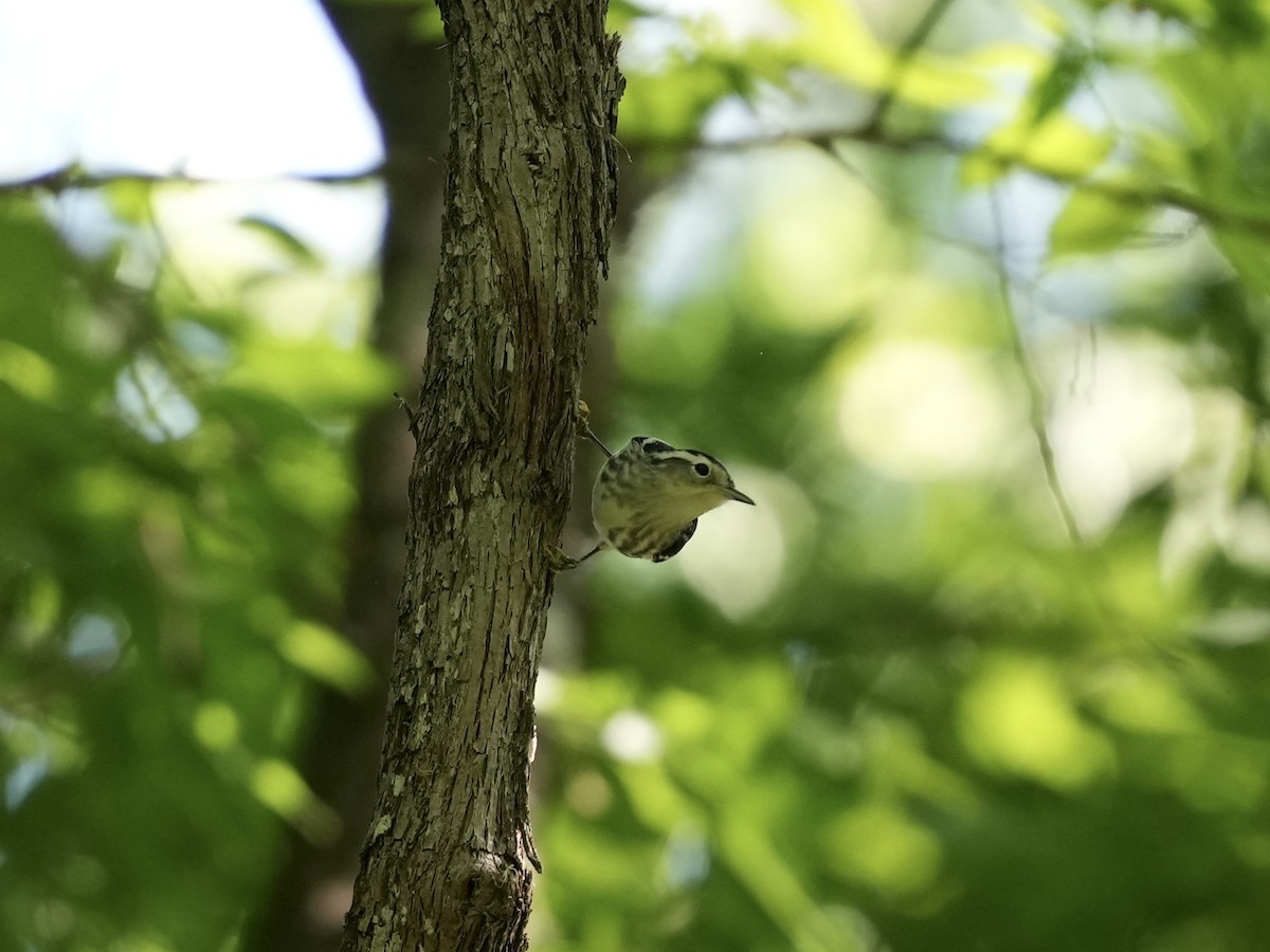 Black-and-white Warbler - ML634800868