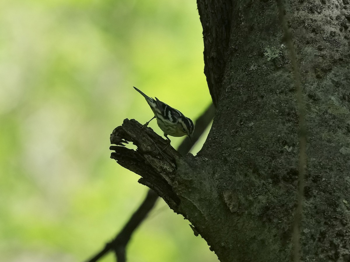 Black-and-white Warbler - ML634800869