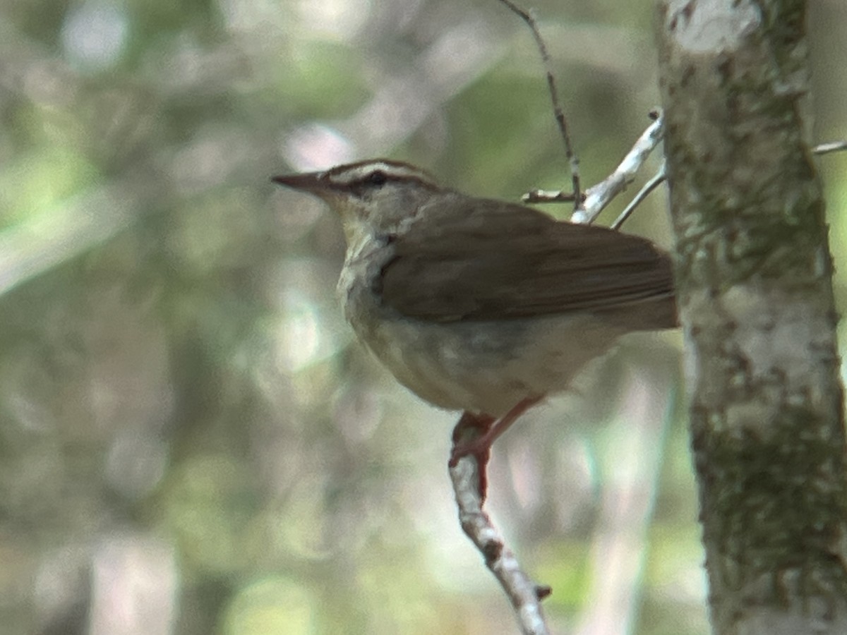 Swainson's Warbler - ML634800878