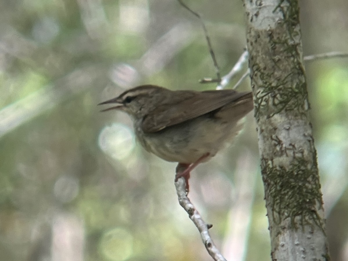 Swainson's Warbler - ML634800879