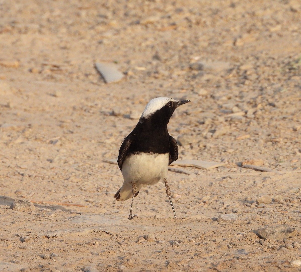 Hooded Wheatear - ML634800925