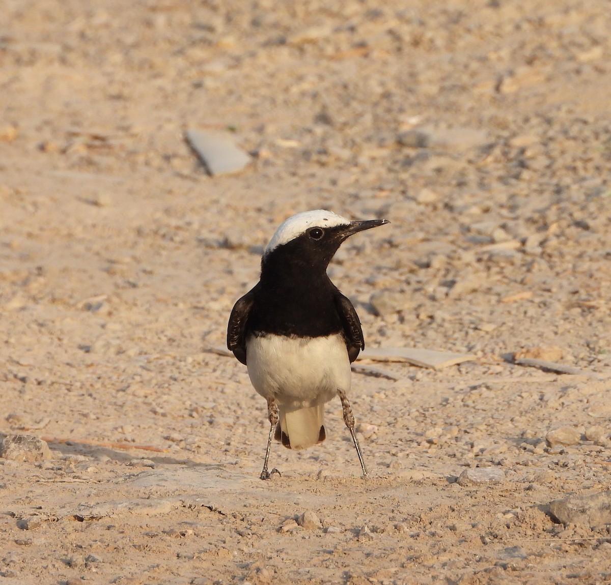 Hooded Wheatear - ML634800926
