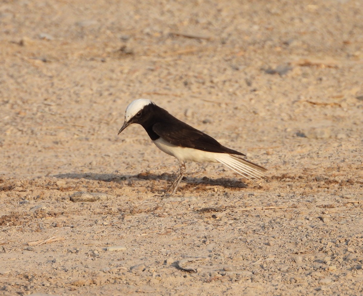 Hooded Wheatear - ML634800927