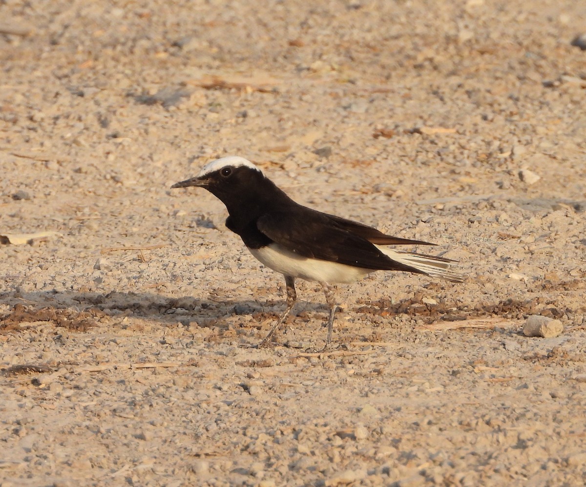 Hooded Wheatear - ML634800928