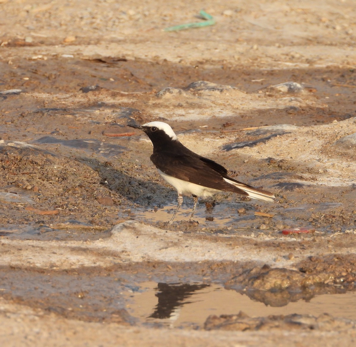 Hooded Wheatear - ML634800929