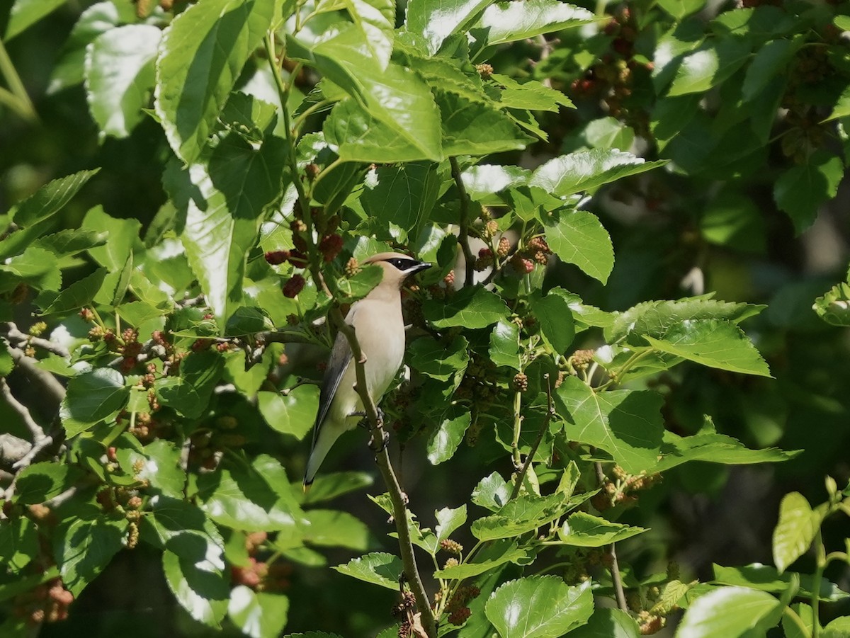 Cedar Waxwing - ML634800957