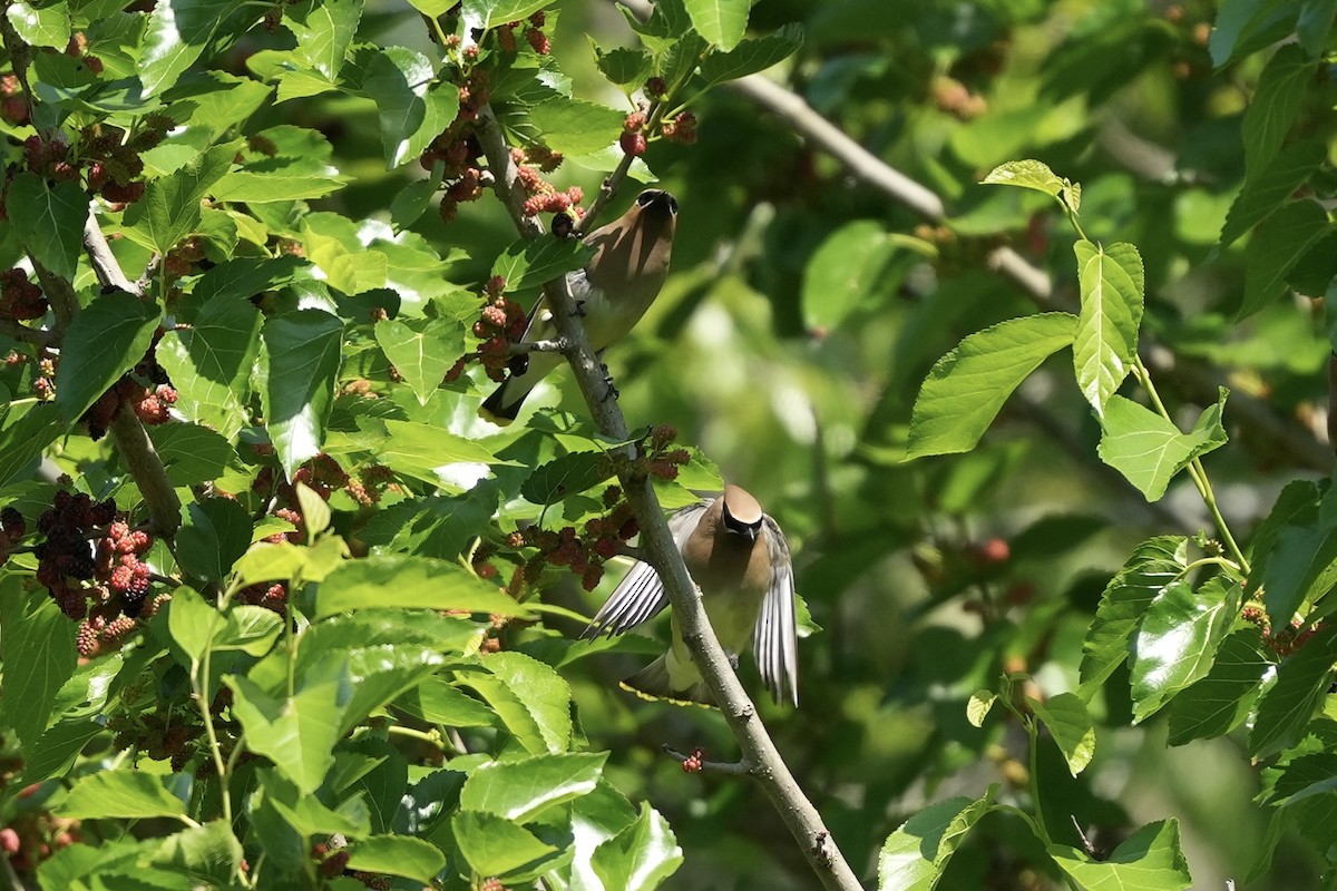 Cedar Waxwing - ML634800959