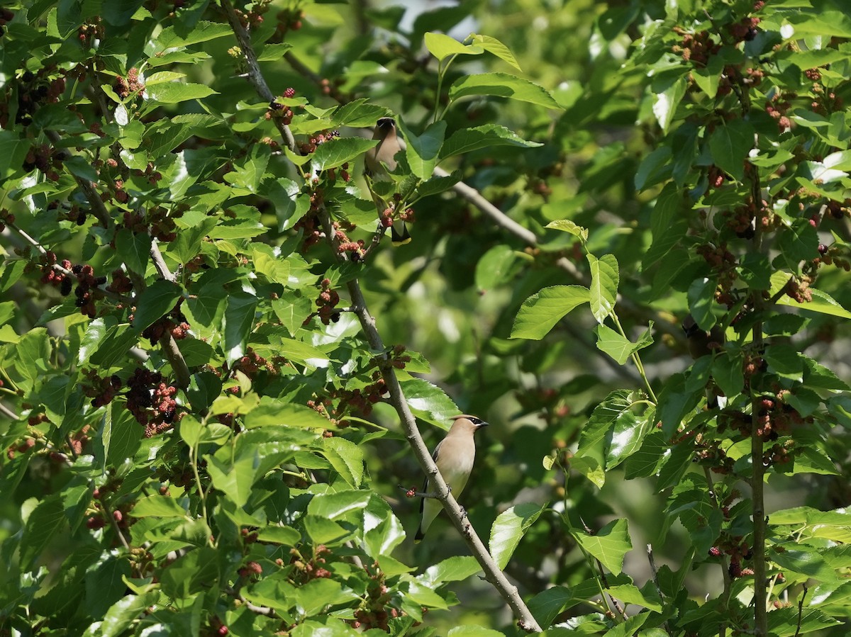 Cedar Waxwing - ML634800961