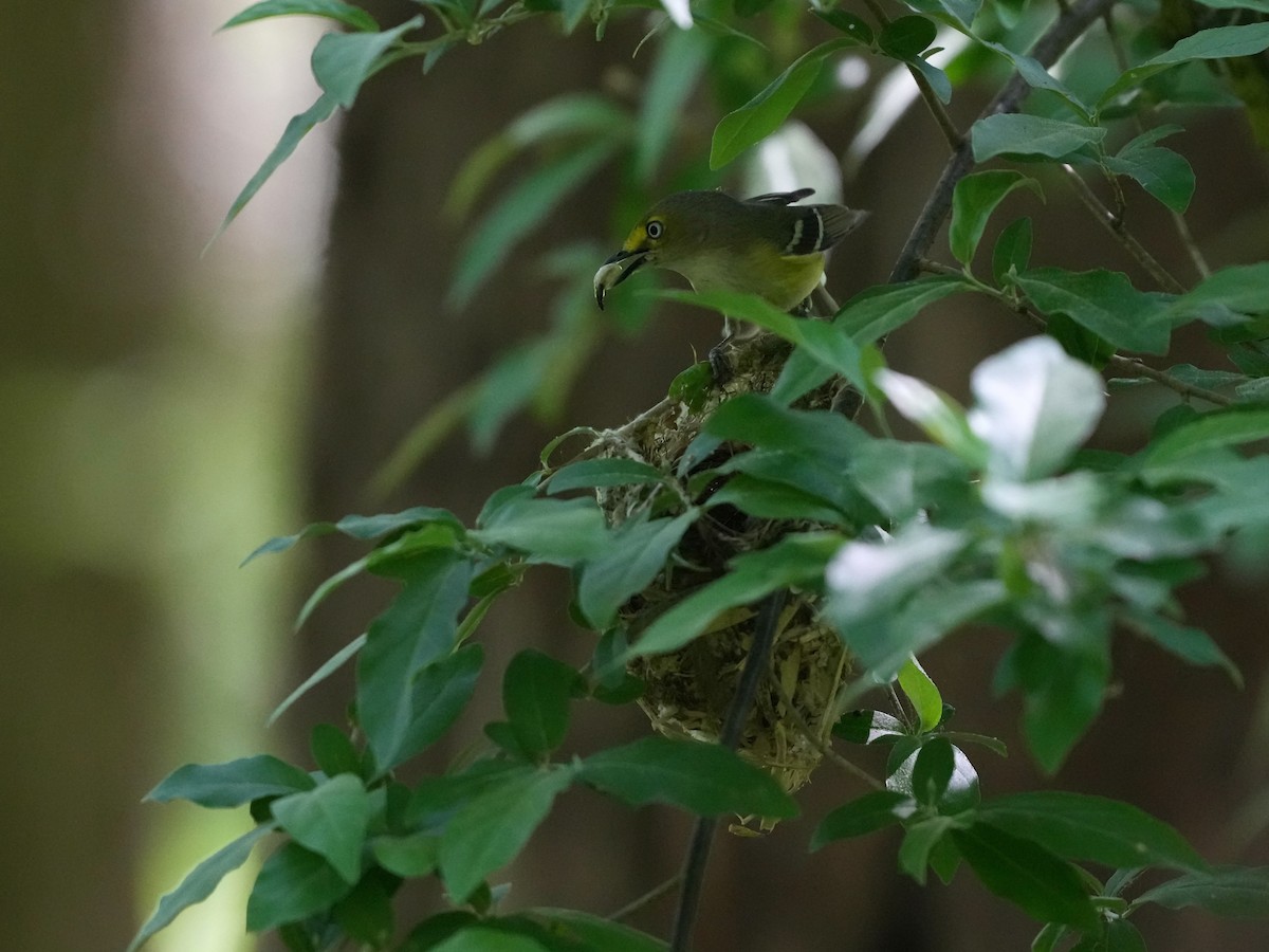 White-eyed Vireo - ML634800993