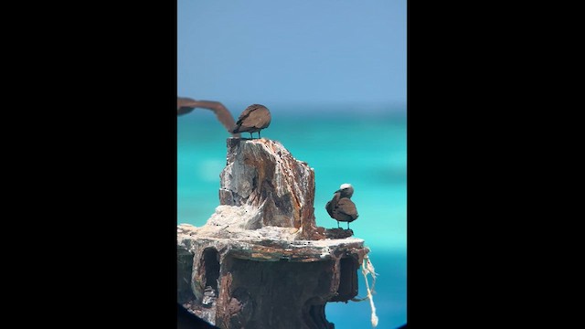 Brown Noddy - ML634801015
