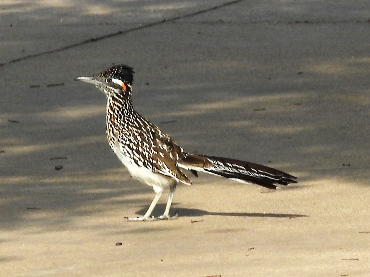 Greater Roadrunner - ML634801069