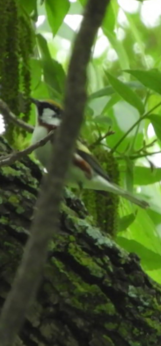 Chestnut-sided Warbler - ML634801228