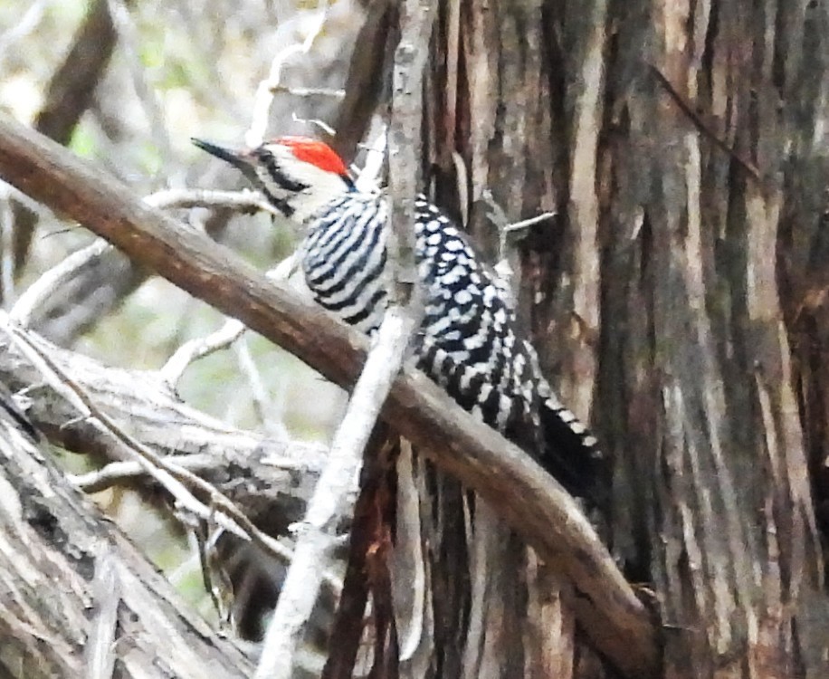 Ladder-backed Woodpecker - ML634801415