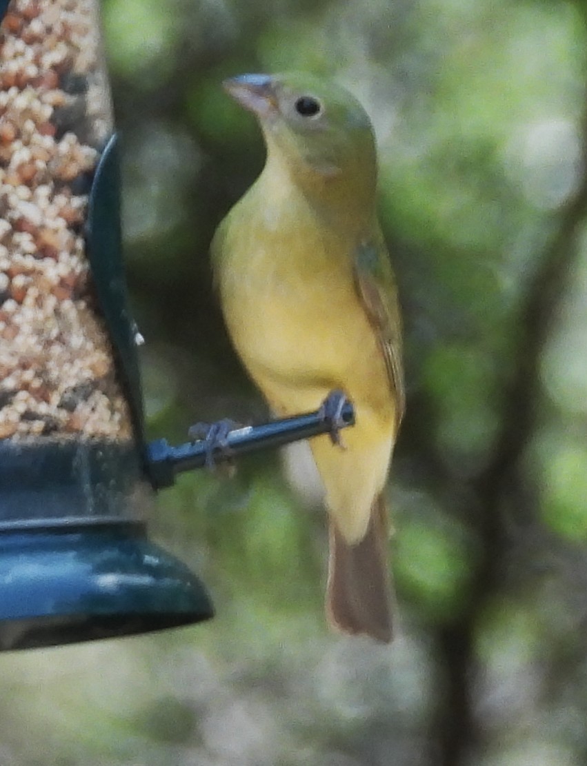 Painted Bunting - ML634801466