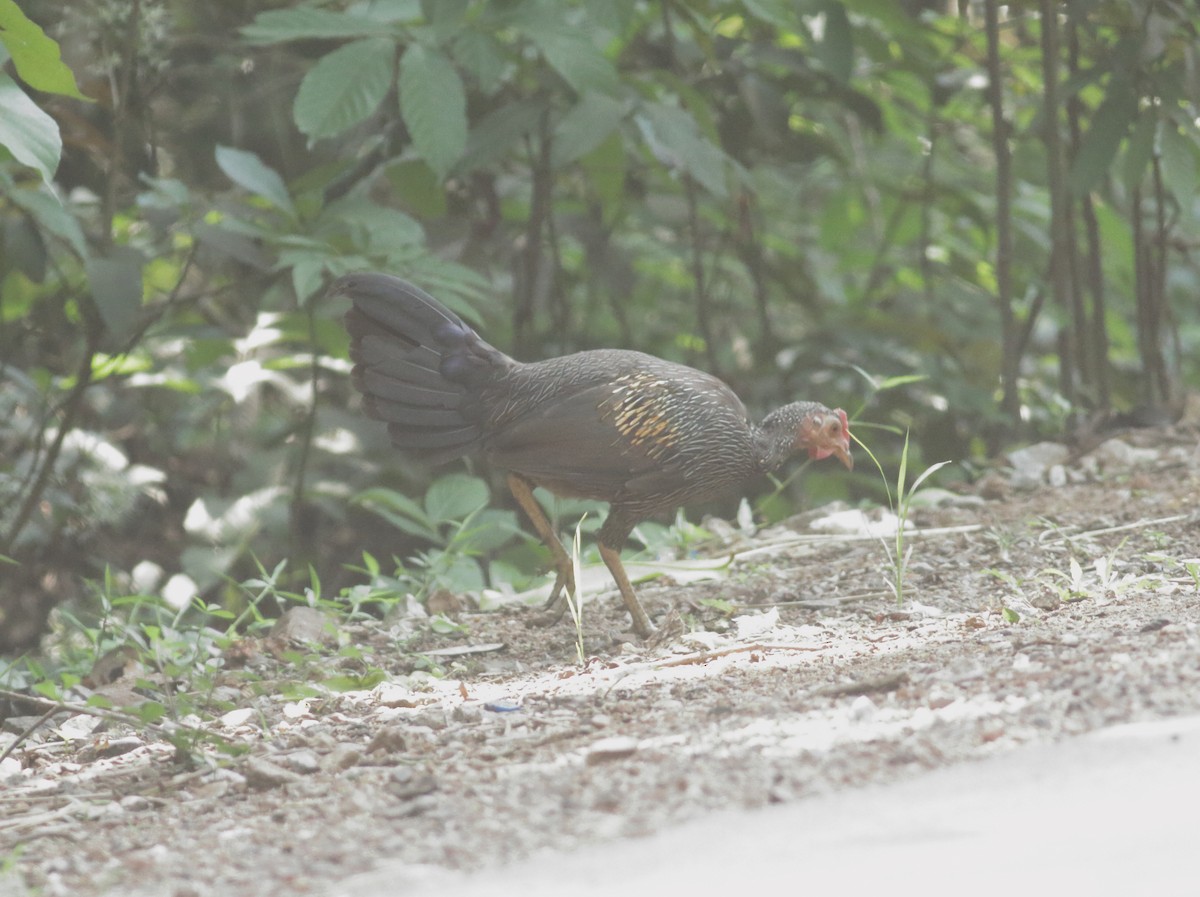 Gray Junglefowl - ML634801542