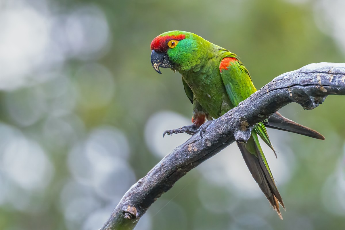 Thick-billed Parrot - ML634801549