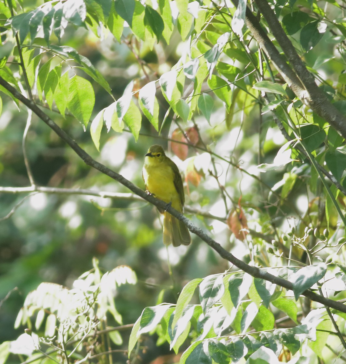 Yellow-browed Bulbul - ML634801556
