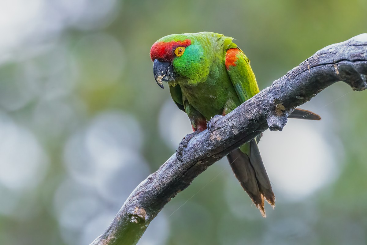 Thick-billed Parrot - ML634801558