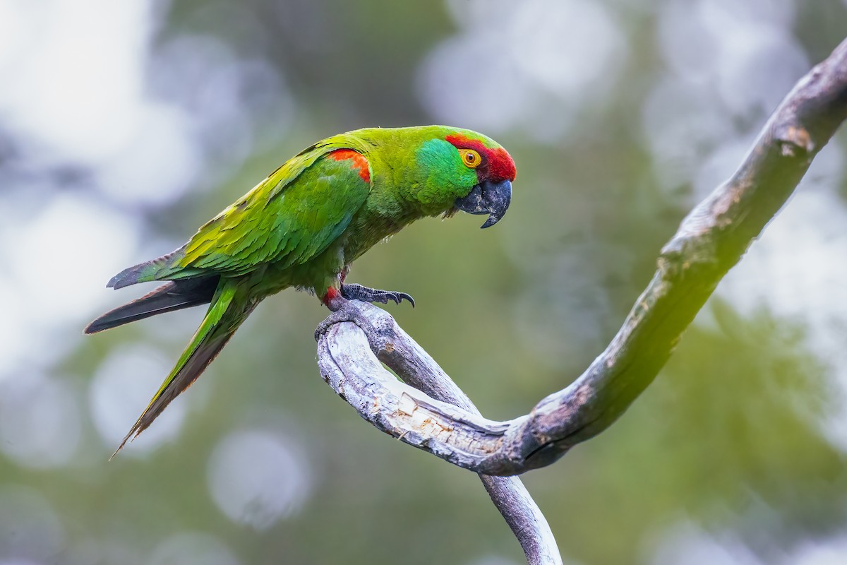 Thick-billed Parrot - ML634801564