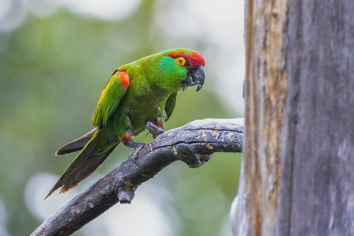 Thick-billed Parrot - ML634801574