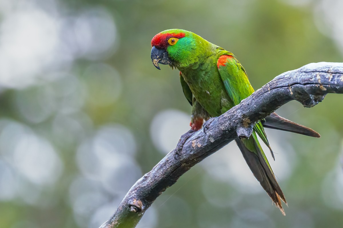 Thick-billed Parrot - ML634801581