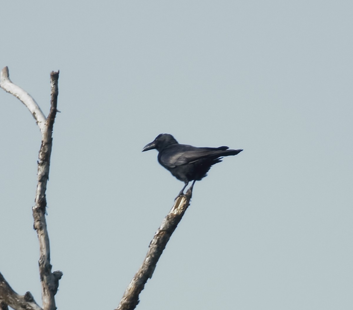 Large-billed Crow (Indian Jungle) - ML634801607