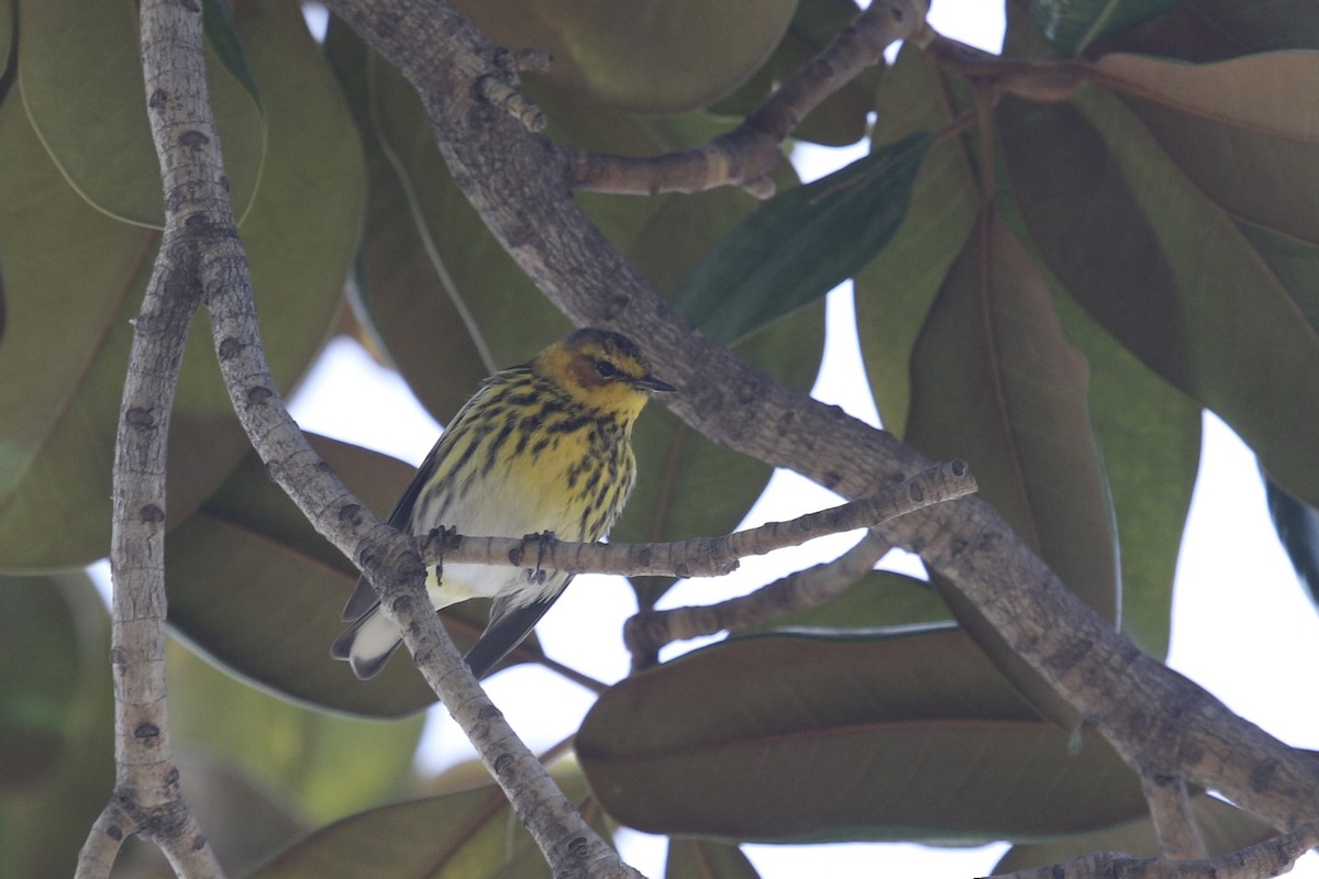 Cape May Warbler - ML634801608