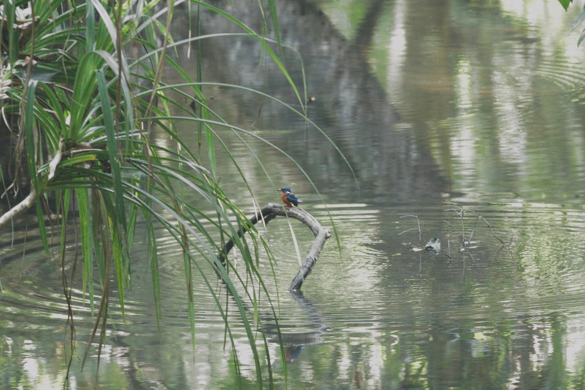 Blue-eared Kingfisher - ML634801618