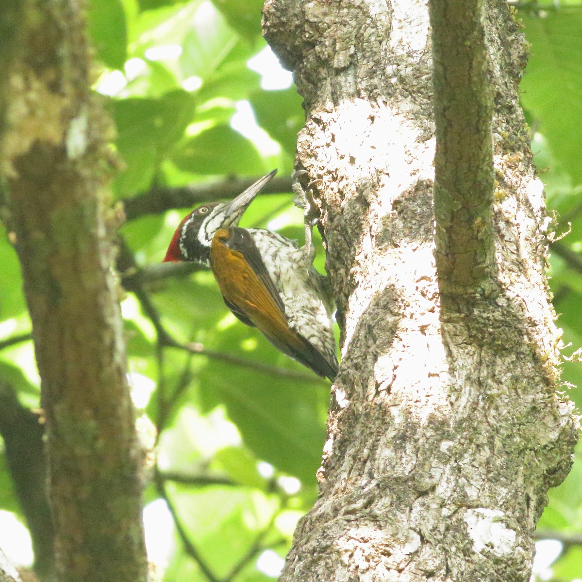 Malabar Flameback - ML634801623