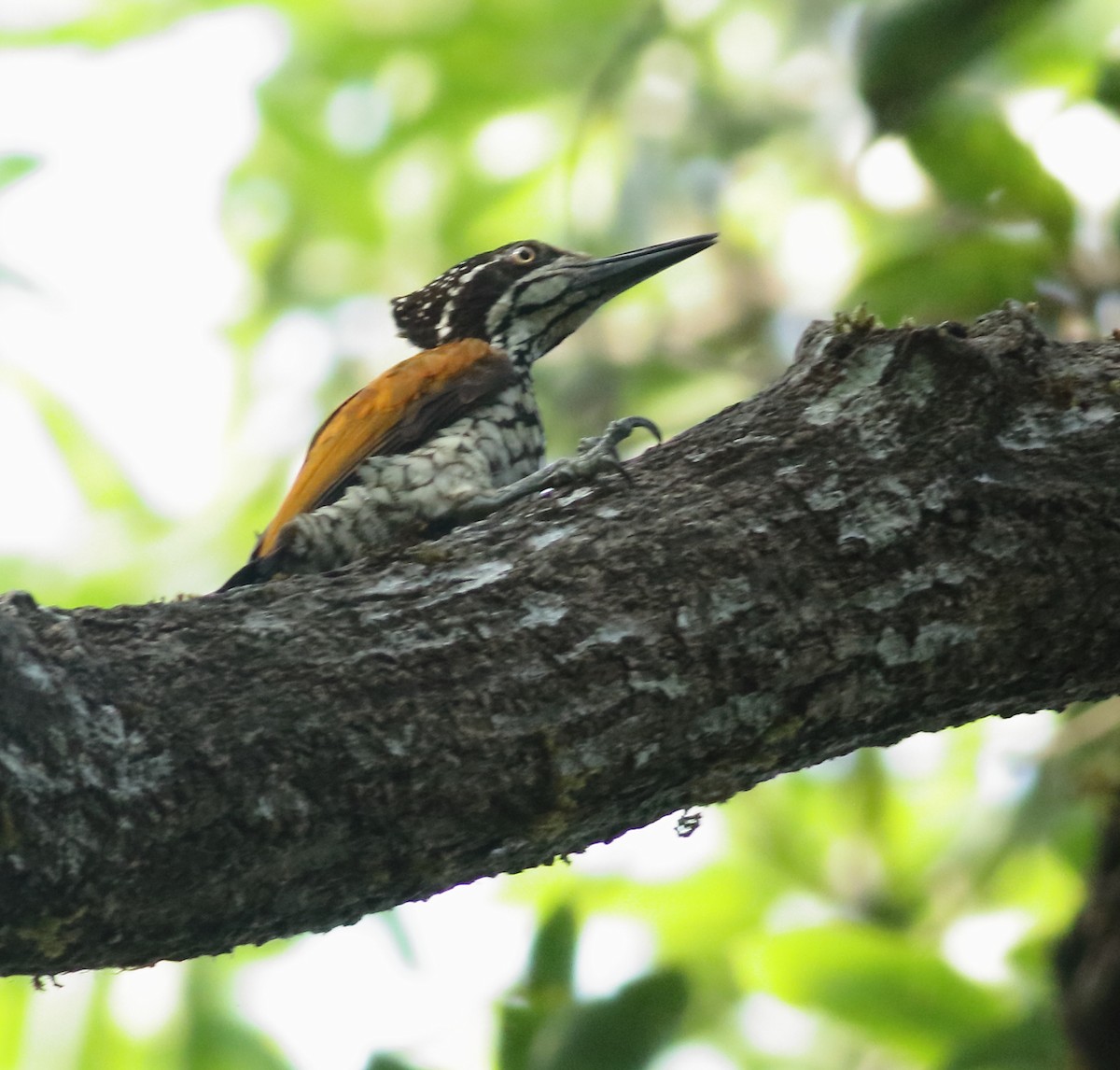 Malabar Flameback - ML634801625