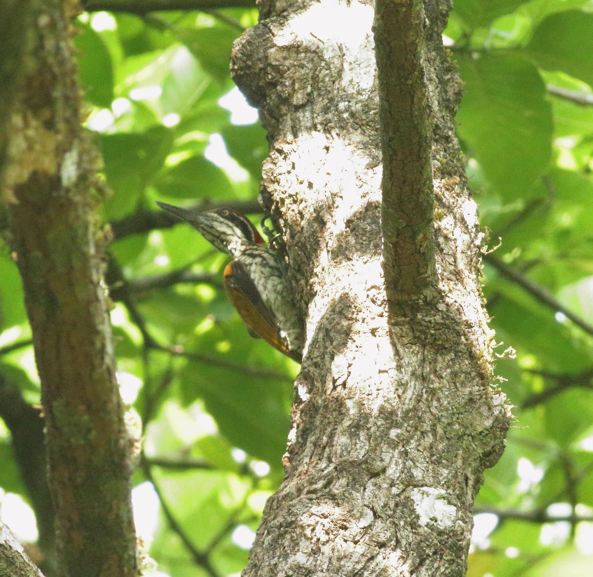 Malabar Flameback - ML634801630