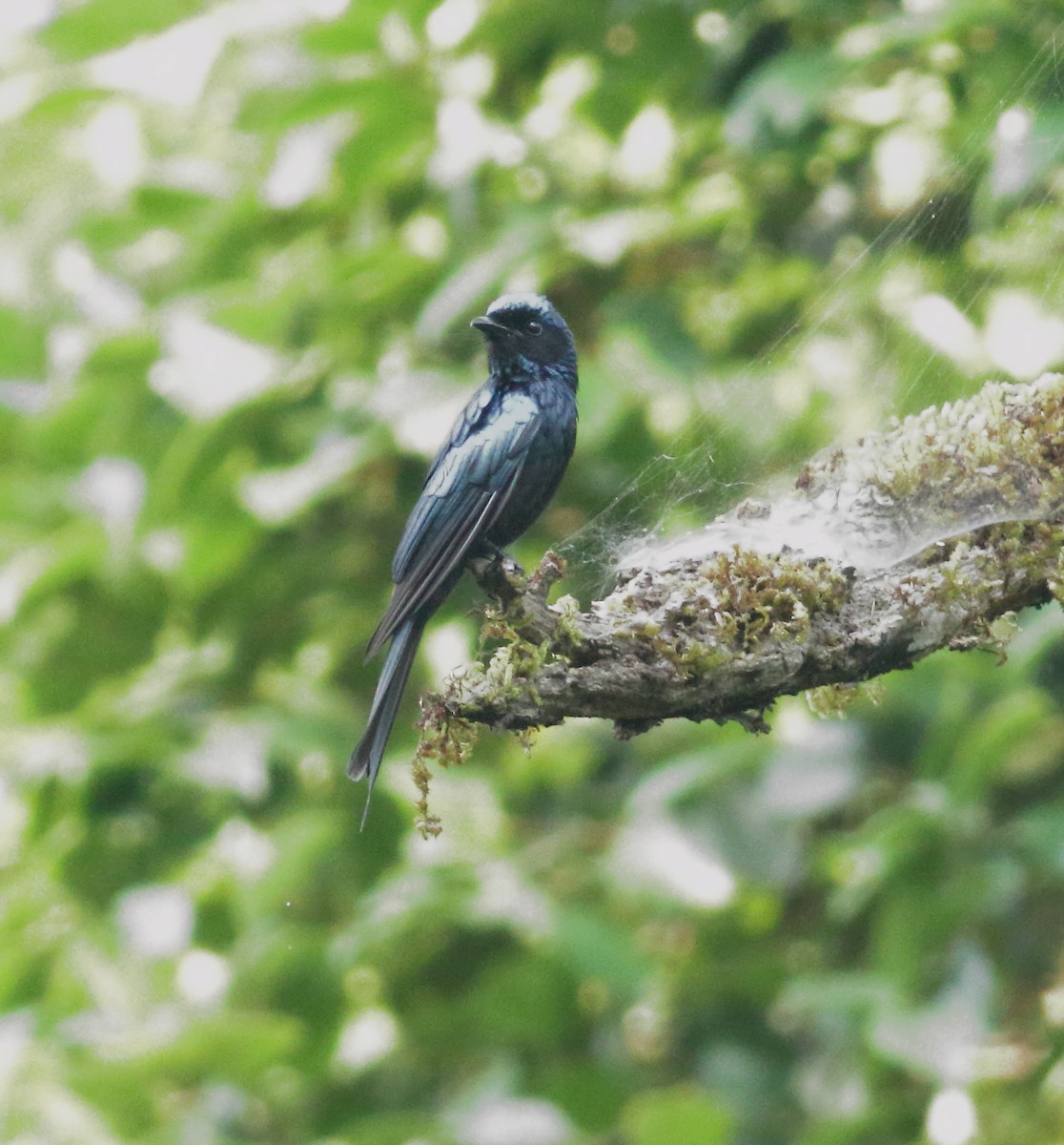 Bronzed Drongo - ML634801633
