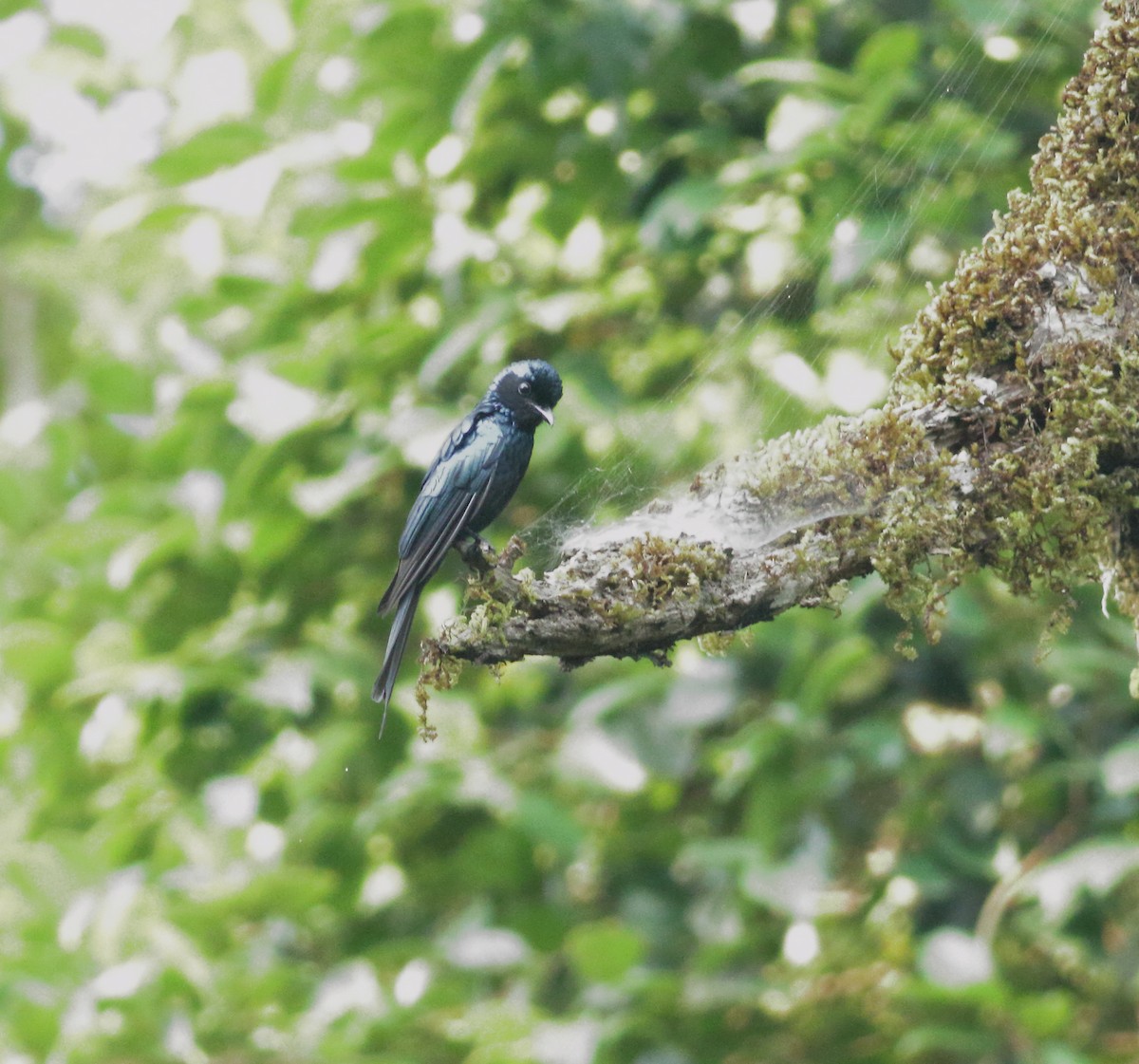 Bronzed Drongo - ML634801637